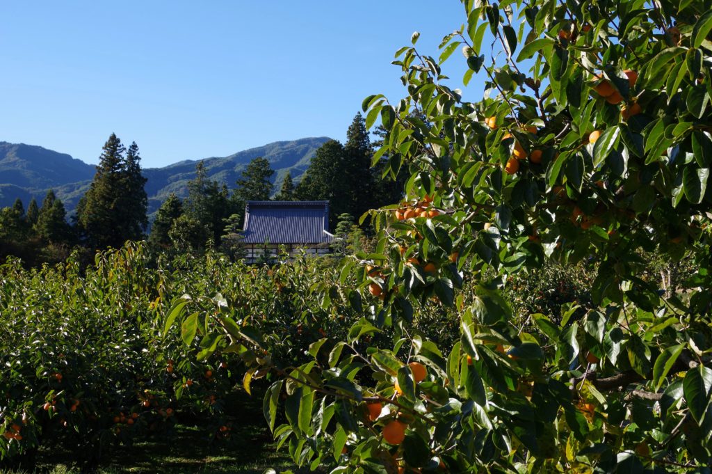 高森町、秋はやっぱり柿ですね。柿畑と松源寺。